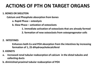 ACTIONS OF PTH ON TARGET ORGANS
1. BONES OR SKELETON
Calcium and Phosphate absorption from bones
a. Rapid Phase – osteolysis
b. Slow Phase – activation of osteoclasts
1. immediate activation of osteoclasts that are already formed
2. formation of new osteoclasts from osteoprogenator cells
2. INTESTINES
Enhances both Ca and PO4 absorption from the intestines by increasing
formation of 1, 25 dihydroxycholecalciferol
3. KIDNEYS
a. Increased renal tubular reabsorption of calcium in the distal tubules and
collecting ducts
b. diminished proximal tubular reabsorption of PO4
 