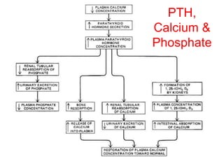 PTH,
Calcium &
Phosphate
 