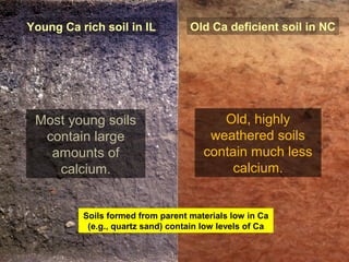 Most young soils
contain large
amounts of
calcium.
Old, highly
weathered soils
contain much less
calcium.
Young Ca rich soil in IL Old Ca deficient soil in NC
Soils formed from parent materials low in Ca
(e.g., quartz sand) contain low levels of Ca
 