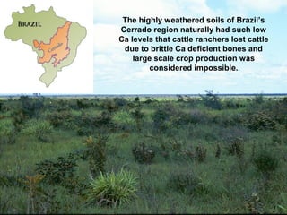The highly weathered soils of Brazil’s
Cerrado region naturally had such low
Ca levels that cattle ranchers lost cattle
due to brittle Ca deficient bones and
large scale crop production was
considered impossible.
 