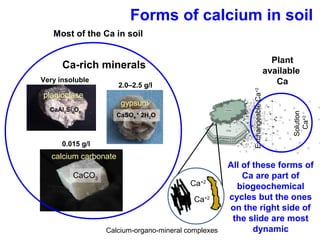 Ca+2
Ca+2
Forms of calcium in soil
Ca-rich minerals
CaSO4 * 2H2O
CaAl2Si2O8
Calcium-organo-mineral complexes
ExchangeableCa+2
Most of the Ca in soil
Solution
Ca+2
Plant
available
Ca
All of these forms of
Ca are part of
biogeochemical
cycles but the ones
on the right side of
the slide are most
dynamic
CaCO3
plagioclase
gypsum
calcium carbonate
2.0–2.5 g/l
0.015 g/l
Very insoluble
 