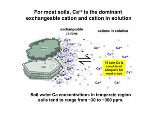 For most soils, Ca+2
is the dominant
exchangeable cation and cation in solution
exchangeable
cations
Ca+2
Ca+2
Ca+2
Ca+2
Ca+2
Ca+2
Ca+2
Ca+2
Ca+2
Ca+2
cations in solution
Ca+2
Ca+2
Ca+2
Ca+2
Ca+2 Ca+2
Ca+2
Ca+2
Soil water Ca concentrations in temperate region
soils tend to range from ~30 to ~300 ppm.
15 ppm Ca is
considered
adequate for
most crops
Ca+2
 