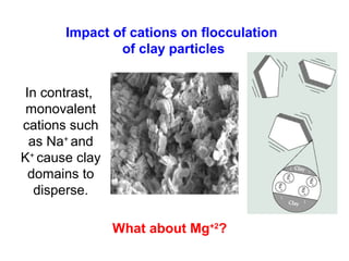 In contrast,
monovalent
cations such
as Na+
and
K+
cause clay
domains to
disperse.
Impact of cations on flocculation
of clay particles
What about Mg+2
?
 