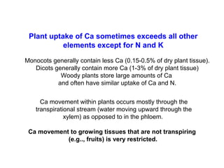 Plant uptake of Ca sometimes exceeds all other
elements except for N and K
Monocots generally contain less Ca (0.15-0.5% of dry plant tissue).
Dicots generally contain more Ca (1-3% of dry plant tissue)
Woody plants store large amounts of Ca
and often have similar uptake of Ca and N.
Ca movement within plants occurs mostly through the
transpirational stream (water moving upward through the
xylem) as opposed to in the phloem.
Ca movement to growing tissues that are not transpiring
(e.g.., fruits) is very restricted.
 