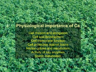 Physiological importance of Ca
Cell division and elongation
Cell wall development
Cell membrane function
Cell protection against toxins
Nitrate uptake and metabolism
Activity of key enzymes
Starch metabolism
 