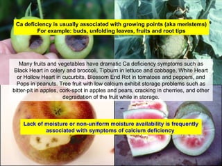 Many fruits and vegetables have dramatic Ca deficiency symptoms such as
Black Heart in celery and broccoli, Tipburn in lettuce and cabbage, White Heart
or Hollow Heart in cucurbits, Blossom End Rot in tomatoes and peppers, and
Pops in peanuts. Tree fruit with low calcium exhibit storage problems such as
bitter-pit in apples, cork-spot in apples and pears, cracking in cherries, and other
degradation of the fruit while in storage.
Ca deficiency is usually associated with growing points (aka meristems)
For example: buds, unfolding leaves, fruits and root tips
Lack of moisture or non-uniform moisture availability is frequently
associated with symptoms of calcium deficiency
 