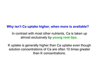 Why isn’t Ca uptake higher, when more is available?
In contrast with most other nutrients, Ca is taken up
almost exclusively by young root tips.
K uptake is generally higher than Ca uptake even though
solution concentrations of Ca are often 10 times greater
than K concentrations.
 