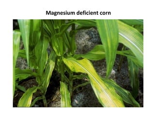 Magnesium deficient corn
 