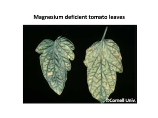 Magnesium deficient tomato leaves
 
