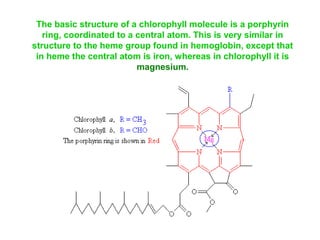 The basic structure of a chlorophyll molecule is a porphyrin
ring, coordinated to a central atom. This is very similar in
structure to the heme group found in hemoglobin, except that
in heme the central atom is iron, whereas in chlorophyll it is
magnesium.
 