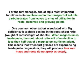 For the turf manager, one of Mg’s most important
functions is its involvement in the transport of soluble
carbohydrates from leaves to sites of utilization in
roots, rhizomes and growing points.
One common observation associated with Mg
deficiency is a sharp decline in the root: shoot ratio
(weight of roots/weight of shoots). When magnesium is
inadequate, the root: shoot ratio will often decline to
less than half that of a magnesium sufficient plant.
This means that when turf grasses are experiencing
inadequate magnesium, they will produce less root
mass and roots do not grow as deeply.
 