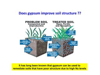Does gypsum improve soil structure ??
It has long been known that gypsum can be used to
remediate soils that have poor structure due to high Na levels
 