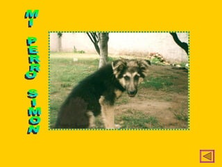 MI PERRO SIMON