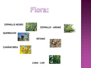 ESPINILLO NEGRO
ESPINILLO - AROMO
QUEBRACHO
RETAMO
CHAÑAR BREA
LUMA - LUN