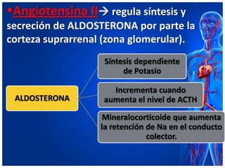 Angiotensina II regula síntesis y
secreción de ALDOSTERONA por parte la
corteza suprarrenal (zona glomerular).
                   Síntesis dependiente
                        de Potasio

                     Incrementa cuando
 ALDOSTERONA       aumenta el nivel de ACTH

                  Mineralocorticoide que aumenta
                  la retención de Na en el conducto
                               colector.
 