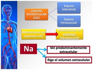 Espacio
     LIQUIDO               intersticial
  EXTRACELULAR
       (LEC)
                             Espacio
                          intravascular

                        Alteraciones en
Alteraciones en
                           volumen
 volumen LEC
                         intravascular


 Na                Ión predominantemente
                         extracelular

                  Rige el volumen extracelular
 