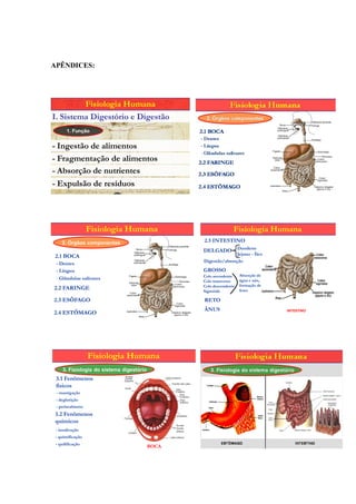 APÊNDICES:




         Fisiologia Humana
I. Sistema Digestório e Digestão
       1. Função


- Ingestão de alimentos
- Fragmentação de alimentos
- Absorção de nutrientes
- Expulsão de resíduos




                   Fisiologia Humana                             Fisiologia Humana
    2. Órgãos componentes                         2.5 INTESTINO
                                                  DELGADO Duodeno
2.1 BOCA                                                         Jejuno - Íleo
                                                  Digestão/absorção
 - Dentes
 - Língua                                         GROSSO
                                                  Colo ascendente    Absorção de
 - Glândulas salivares                                               água e sais,
                                                  Colo transverso
                                                  Colo descendente   formação de
2.2 FARINGE                                       Sigmóide           fezes

2.3 ESÔFAGO                                       RETO
                                                  ÂNUS
2.4 ESTÔMAGO                                                                        INTESTINO




                   Fisiologia Humana
     3. Fisiologia do sistema digestório
 3.1 Fenômenos
 físicos
 - mastigação
 - deglutição
 - peristaltismo
3.2 Fenômenos
químicos
 - insalivação
 - quimificação
 - quilificação
                                           BOCA
 
