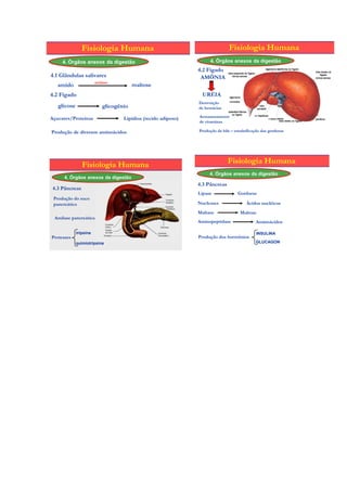 Fisiologia Humana                                              Fisiologia Humana
     4. Órgãos anexos da digestão                                    4. Órgãos anexos da digestão
                                                                4.2 Fígado
4.1 Glândulas salivares                                          AMÔNIA
                        amilase
   amido                                 maltose
4.2 Fígado                                                       URÉIA
                                                                Destruição
   glicose                  glicogênio                          de hemácias

Açucares/Proteínas                  Lipídios (tecido adiposo)   Armazenamento
                                                                de vitaminas

Produção de diversos aminoácidos                                Produção de bile – emulsificação das gorduras




                Fisiologia Humana                                              Fisiologia Humana
                                                                     4. Órgãos anexos da digestão
      4. Órgãos anexos da digestão
                                                                4.3 Pâncreas
 4.3 Pâncreas
                                                                Lipase              Gorduras
 Produção do suco
 pancreático                                                    Nucleases                Ácidos nucléicos
                                                                Maltase              Maltose
 Amilase pancreática
                                                                Aminopeptidase                Aminoácidos

             tripsina                                                                         INSULINA
Proteases                                                       Produção dos hormônios
             quimiotripsina                                                                   GLUCAGON
 