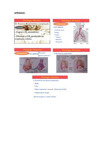 APÊNDICE:


              Fisiologia Humana                                       Fisiologia Humana
II. Sistema Respiratório e respiração                         2. Componentes

  1. Função                                             VIAS AÉREAS
                                                        - Cavidades nasais
- Captar o O2 atmosférico                               - Faringe
                                                        - Laringe
- Eliminar o CO2 produzido na                           - Traquéia
respiração celular.                                     - Brônquios
                                                        - Bronquíolos




              Fisiologia Humana                                       Fisiologia Humana
                                  Bronquíolos
  2. Componentes    PULMÕES                             3. Movimentos respiratórios
                                  Alvéolos pulmonares




                                     Fisiologia Humana
                       4. Controle dos movimentos respiratórios

                        - Bulbo
                        > CO2

                        > Ritmo respiratório            Eliminação do CO2

                        < Oxigenação do sangue

                        Quimioreceptores – artéria carótida
 