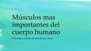 Músculos mas
importantes del
cuerpo humano
Estudiante: Camila Andrea Perea Coneo
 