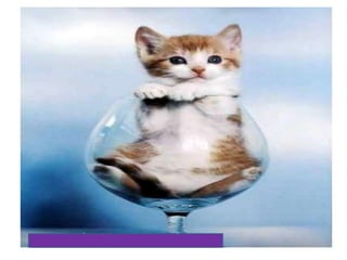 Camila bernero valeria iguaran