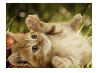 Camila bernero valeria iguaran