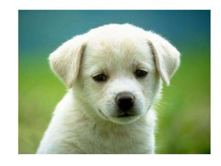 Camila bernero valeria iguaran