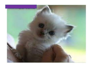 Camila bernero valeria iguaran