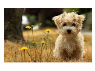 Camila bernero valeria iguaran