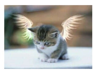 Camila bernero valeria iguaran