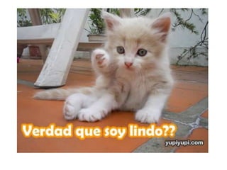 Camila bernero valeria iguaran