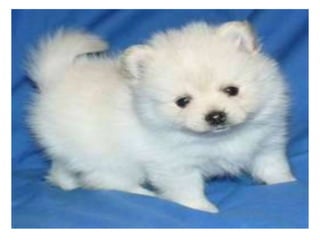 Camila bernero valeria iguaran