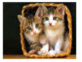 Camila bernero valeria iguaran