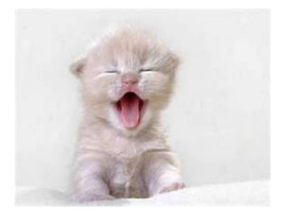 Camila bernero valeria iguaran