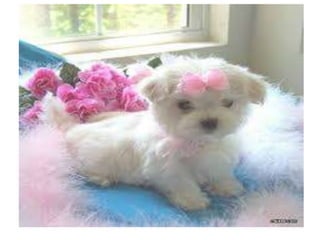 Camila bernero valeria iguaran