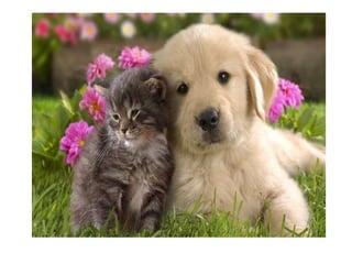 Camila bernero valeria iguaran