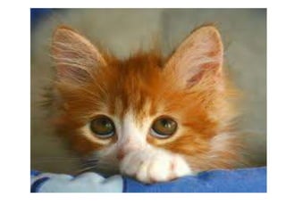 Camila bernero valeria iguaran