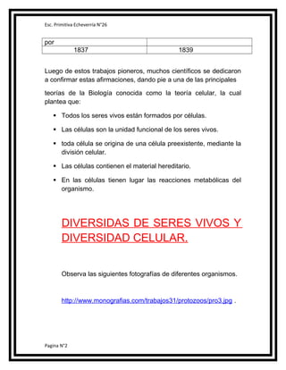 Esc. Primitiva Echeverría N°26

por
1837

1839

Luego de estos trabajos pioneros, muchos científicos se dedicaron
a confirmar estas afirmaciones, dando pie a una de las principales
teorías de la Biología conocida como la teoría celular, la cual
plantea que:
 Todos los seres vivos están formados por células.
 Las células son la unidad funcional de los seres vivos.
 toda célula se origina de una célula preexistente, mediante la
división celular.
 Las células contienen el material hereditario.
 En las células tienen lugar las reacciones metabólicas del
organismo.

DIVERSIDAS DE SERES VIVOS Y
DIVERSIDAD CELULAR.
Observa las siguientes fotografías de diferentes organismos.

http://www.monografias.com/trabajos31/protozoos/pro3.jpg .

Pagina N°2

 