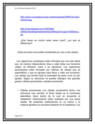 Esc. Primitiva Echeverría N°26

http://www.nuevasalud.es/wp-content/uploads/2008/12/cardomariano.jpg.

http://3.bp.blogspot.com/-EWXjZMZd40/UTzloI8irgI/AAAAAAAAiqA/NN3pCtYucgU/s1600/leon.j
pg.
¿Qué tienen en común estos seres vivos?, ¿en qué se
diferencian?

Todos los seres vivos están constituidos por una o más células.

Los organismos unicelulares están formados por una sola célula
que, de manera independiente, lleva a cabo todas sus funciones
vitales: se alimenta, crece y se reproduce. Los organismos
pluricelulares están formados por millones de células que se
especializan y que se agrupan para llevar a cabo sus funciones.
Las células que forman toda la diversidad de seres vivos no son
iguales. Según su estructura se pueden distinguir dos grandes
grupos: células procariontes y células eucariontes.



Células procariontes: Las células procariontes tienen una
estructura muy sencilla: el límite celular es la membrana
plasmática hacia dentro de la cual se encuentra el
citoplasma. Externamente están rodeadas por una pared
celular. No presentan subdivisiones en su interior y el
material genético se encuentra disperso en el citoplasma. Los

Pagina N°2

 