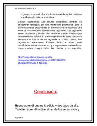 Esc. Primitiva Echeverría N°26

organismos procariontes son todos unicelulares; las bacterias
son el ejemplo más característico
Células eucariontes: Las células eucariontes también se
encuentran rodeadas por una membrana plasmática, pero a
diferencia de las procariontes en el citoplasma se encuentra una
serie de subdivisiones denominados organelos. Los organelos
tienen una forma y función bien definidas y están limitadas por
una membrana lipídica. El material genético de estas células se
encuentra al interior de un organelo: el núcleo celular. Los
organismos eucariontes incluyen tanto a seres vivos
unicelulares, como las amebas, y a organismos multicelulares,
como muchos hongos todas las plantas y los animales.

http://image.slidesharecdn.com/3amicrocomunclasificacionproyeuc-130213233333phpapp01/95/slide-1-1024.jpg

Conclusión:
Bueno aprendí que es la célula y dos tipos de ella.
También aprendí la diversidad de los seres vivos y
Pagina N°2

 