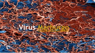 Virus Marburgo
CAMILA POSADAS
RETO 1
1
 