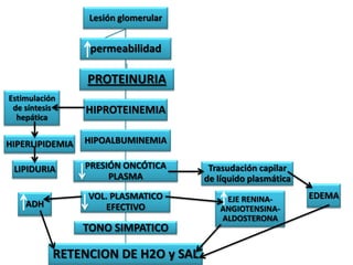 Lesión glomerular


                  permeabilidad

                 PROTEINURIA
Estimulación
 de síntesis     HIPROTEINEMIA
  hepática


HIPERLIPIDEMIA   HIPOALBUMINEMIA

 LIPIDURIA       PRESIÓN ONCÓTICA      Trasudación capilar
                      PLASMA          de líquido plasmática
                 VOL. PLASMATICO          EJE RENINA-         EDEMA
    ADH             EFECTIVO             ANGIOTENSINA-
                                         ALDOSTERONA
                 TONO SIMPATICO

           RETENCION DE H2O y SAL
 