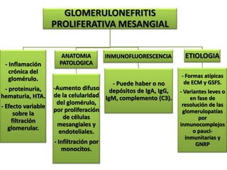 GLOMERULONEFRITIS
                    PROLIFERATIVA MESANGIAL


                       ANATOMIA          INMUNOFLUORESCENCIA     ETIOLOGIA
 - Inflamación        PATOLOGICA
   crónica del
                                                               - Formas atípicas
   glomérulo.
                                        - Puede haber o no      de ECM y GSFS.
 - proteinuria,     -Aumento difuso depósitos de IgA, IgG,
                                                               - Variantes leves o
hematuria, HTA.     de la celularidad IgM, complemento (C3).        en fase de
                     del glomérulo,                             resolución de las
- Efecto variable
                    por proliferación                           glomerulopatías
     sobre la
                       de células                                      por
    filtración
                     mesangiales y                             inmunocomplejos
   glomerular.                                                       o pauci-
                      endoteliales.
                                                                  inmunitarias y
                    - Infiltración por                                GNRP
                       monocitos.
 