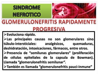 Evoluciona rápido.
Las principales causas no son glomerulares sino
túbulo-intersticiales:     analgésicos,     quemaduras,
deshidratación, intoxicaciones, fármacos, entre otros.
Presencia de “semilunas glomerulares” (proliferación
de células epiteliales de la capsula de Bowman).
Llamada “glomerulonefritis semilunar”.
También es llamada “glomerulonefritis pauci-inmune”
 