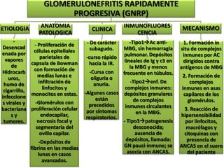 GLOMERULONEFRITIS RAPIDAMENTE
                       PROGRESIVA (GNRP)
ETIOLOGIA       ANATOMIA                             INMUNOFLUORES             MECANISMO
                                       CLINICA
               PATOLOGICA                                CENCIA
      -                              - De carácter       -Tipo1Ac anti-        1. Formación in
Desencad      - Proliferación de
                                       subagudo.     MBG, sin hemorragia       situ de complejos
enada por células epiteliales                        pulmonar. Depósitos        inmunes por AC
  vapores        parietales de      -curso rápido
             capsula de Bowman       hacia la IR.     lineales de Ig y c3 en    dirigidos contra
     de                                                  la MBG y menos        antígenos de MBG
Hidrocarb     con formación de        -Cursa con
                medias lunas e                       frecuente en túbulos.     2. Formación de
   uros,                               oliguria o
 humo de        infiltración de         anuria.        -Tipo2enf. De              complejos
 cigarrillo,      linfocitos y                       complejos inmunes:        inmunes en asas
                                    -Algunos casos depósitos granulares
infeccione monocitos en estas.           están
                                                                                capilares de los
               -Glomérulos con                           de complejos             glomérulos.
s virales y                           precedidos     inmunes circulantes
bacteriana proliferación celular     por síntomas                               3. Reacción de
                 endocapilar,                             en la MBG.           hipersensibilidad
     sy                              respiratorios.
 tumores.       necrosis focal y                    - Tipo3patogenesis          por linfocitos,
               segmentaria del                           desconocida;            macrófagos y
                 ovillo capilar.                          ausencia de           citoquinas con
                 -Depósitos de                       depósitos, llamada:         presencia de
            fibrina en las medias                   GN pauci-inmune; se        ANCAS en el suero
                lunas en casos                        asocia con ANCAS.           del paciente
                  avanzados.
 