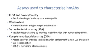 Assays used to characterise hmAbs
• ELISA and flow cytometry
• Test for binding of antibody to N. meningitidis
• Western blot
• Identification of antigen (target protein) size
• Serum bactericidal assay (SBA)
• Test for bacterial killing by antibody in combination with human complement
• Complement deposition assay (CDA)
• Assess ability of antibody to recruit human complement factors C3c and C5b-9
• C3c = opsonisation
• C5b-9 = membrane attack complex
 