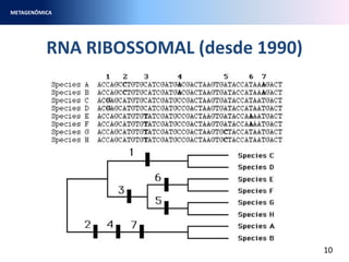 RNA RIBOSSOMAL (desde 1990)
METAGENÔMICA
10
 
