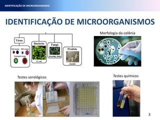 IDENTIFICAÇÃO DE MICROORGANISMOS
IDENTIFICAÇÃO DE MICROORGANISMOS
3
Morfologia da colônia
Testes químicosTestes sorológicos
 