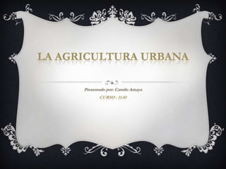 LA AGRICULTURA URBANA


        CURSO : 11-01
 
