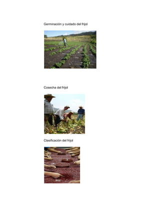 Germinación y cuidado del frijol




Cosecha del frijol




Clasificación del frijol
 